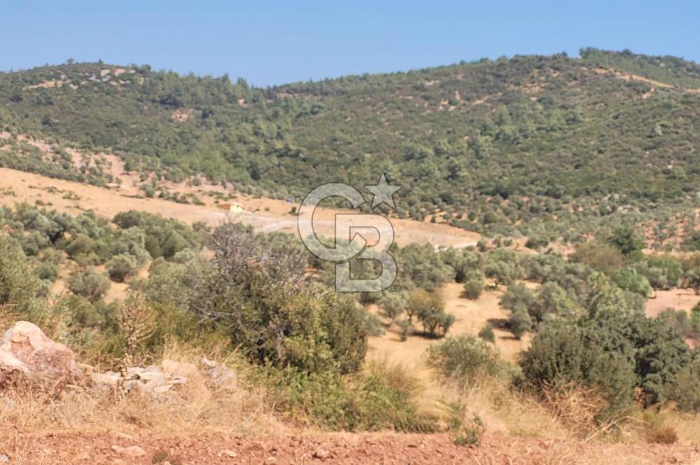 Torbalı'da 6700 m2 Zeytinlik!!!