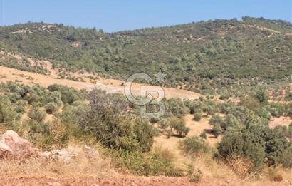 Torbalı'da 6700 m2 Zeytinlik!!!