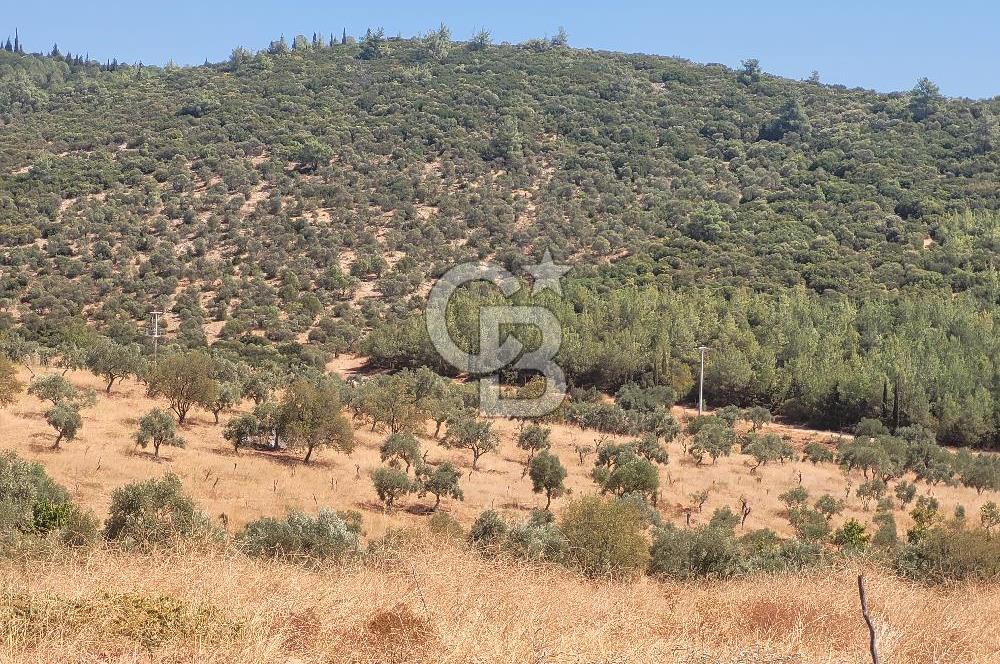 Torbalı'da 6700 m2 Zeytinlik!!!
