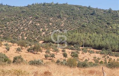 Torbalı'da 6700 m2 Zeytinlik!!!