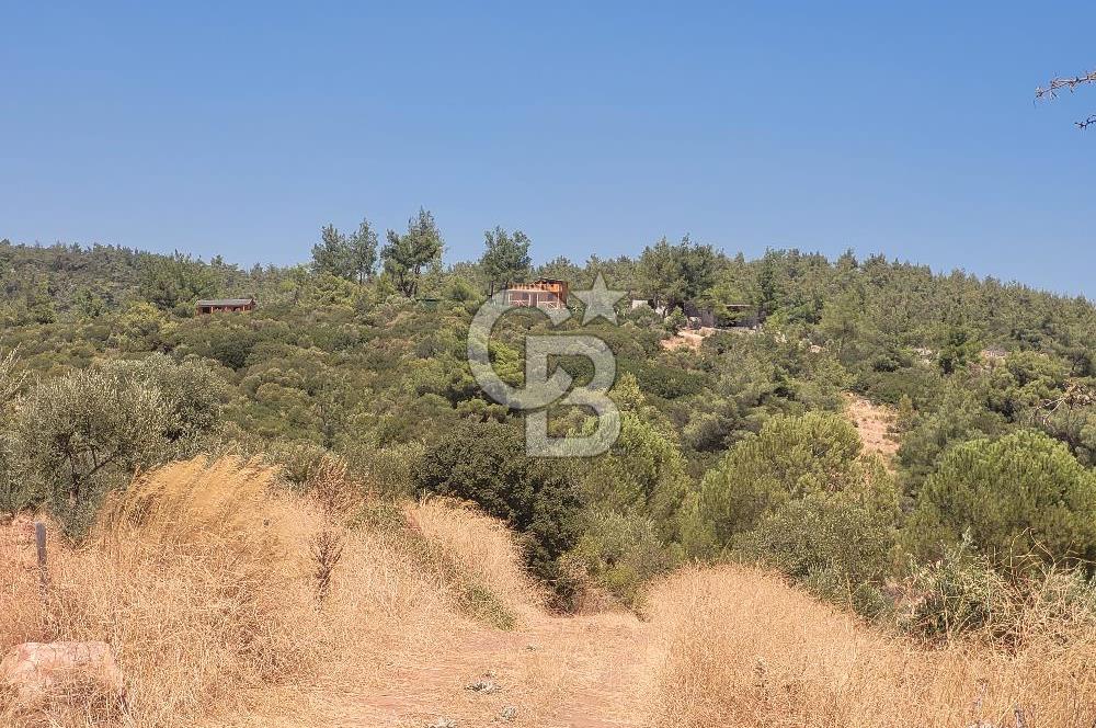 Torbalı'da 6700 m2 Zeytinlik!!!