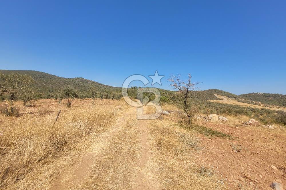 Torbalı'da 6700 m2 Zeytinlik!!!
