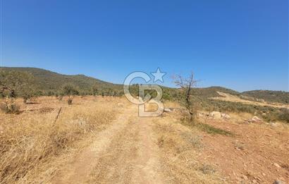 Torbalı'da 6700 m2 Zeytinlik!!!