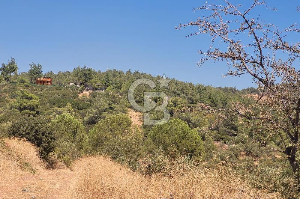 Torbalı'da 6700 m2 Zeytinlik!!!