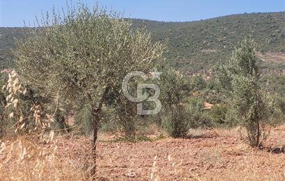 Torbalı'da 6700 m2 Zeytinlik!!!