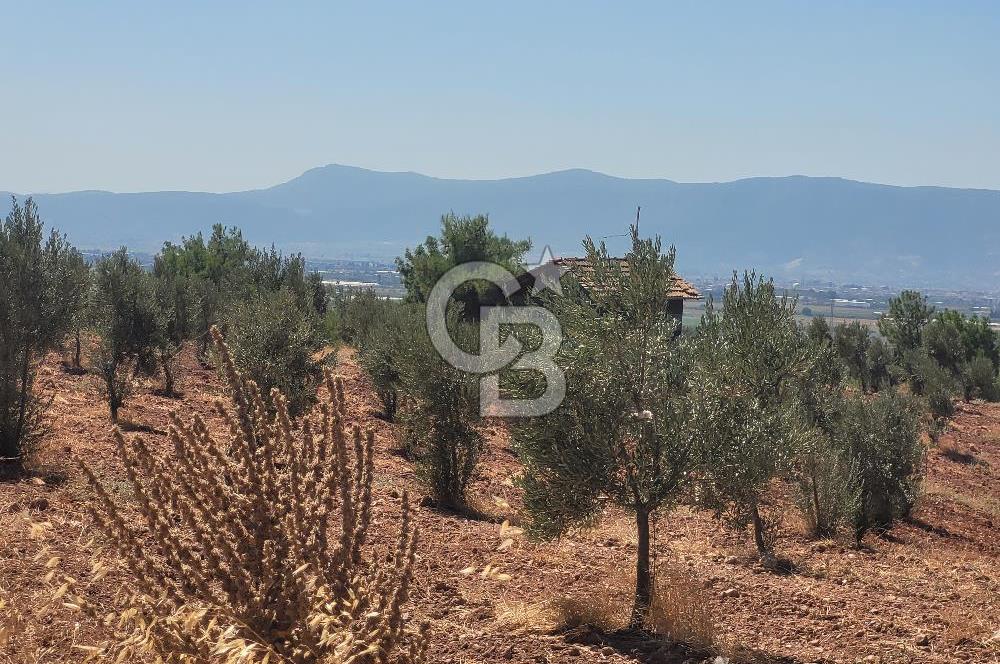 Torbalı'da 6700 m2 Zeytinlik!!!