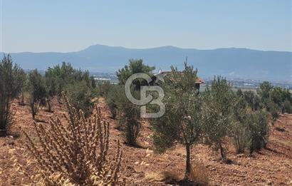 Torbalı'da 6700 m2 Zeytinlik!!!