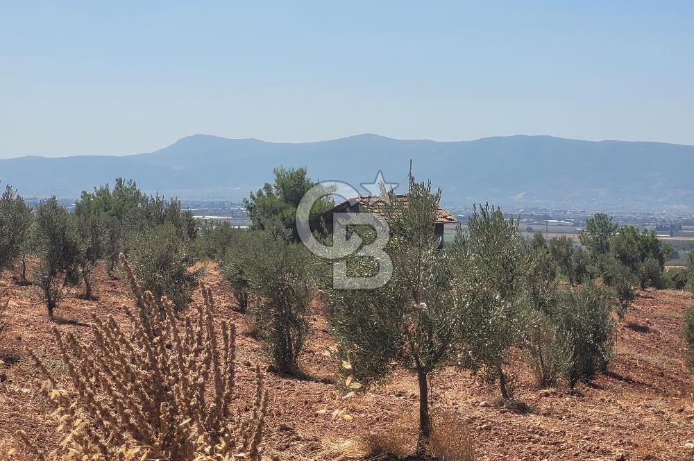 Torbalı'da 6700 m2 Zeytinlik!!!