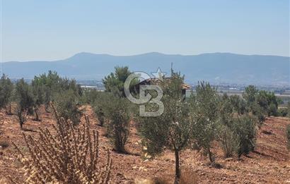 Torbalı'da 6700 m2 Zeytinlik!!!