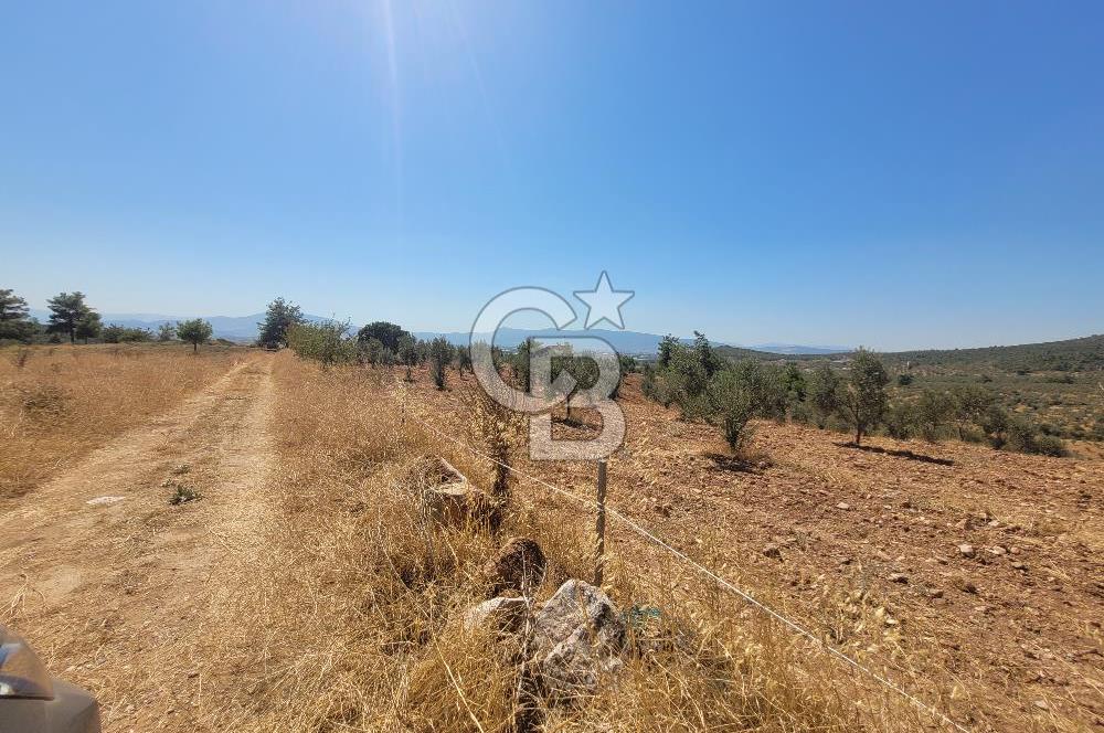 Torbalı'da 6700 m2 Zeytinlik!!!