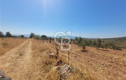 Torbalı'da 6700 m2 Zeytinlik!!!