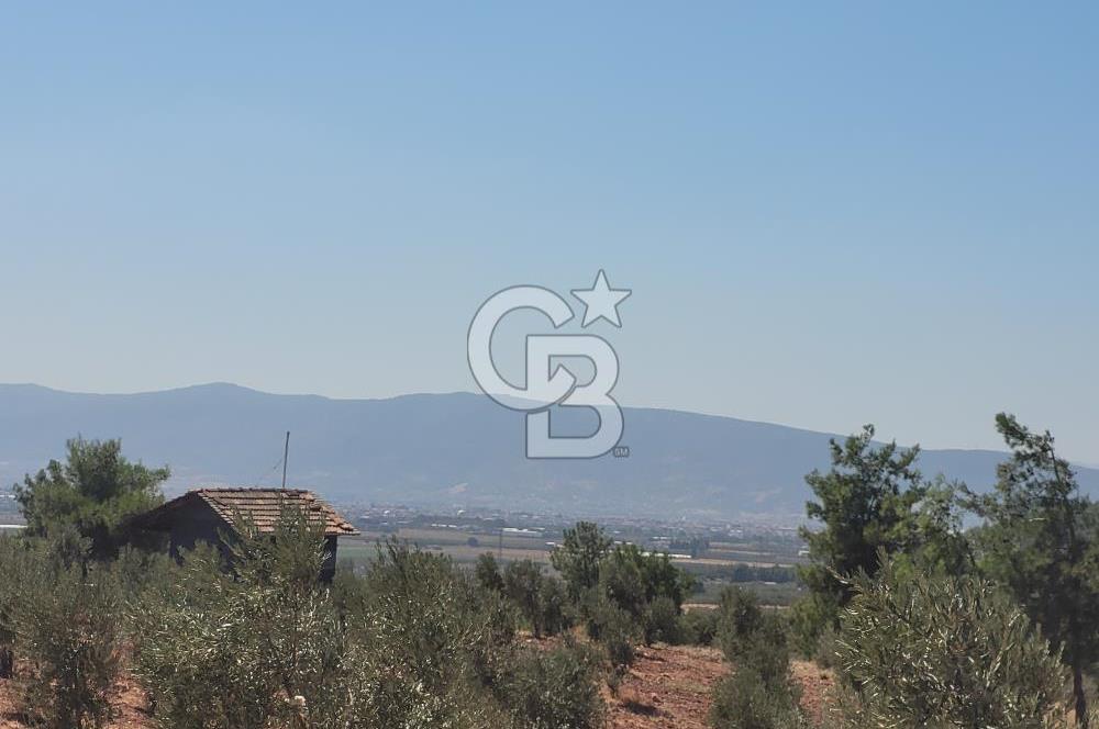 Torbalı'da 6700 m2 Zeytinlik!!!