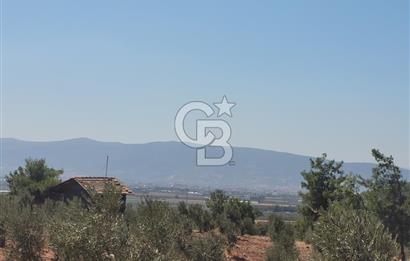 Torbalı'da 6700 m2 Zeytinlik!!!