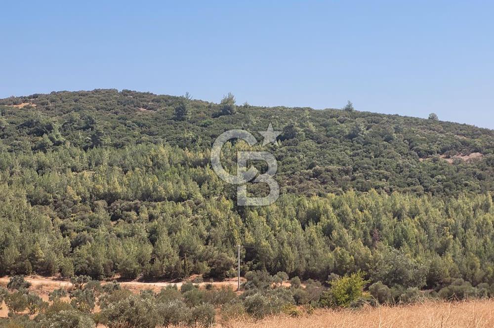 Torbalı'da 6700 m2 Zeytinlik!!!