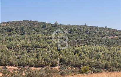 Torbalı'da 6700 m2 Zeytinlik!!!