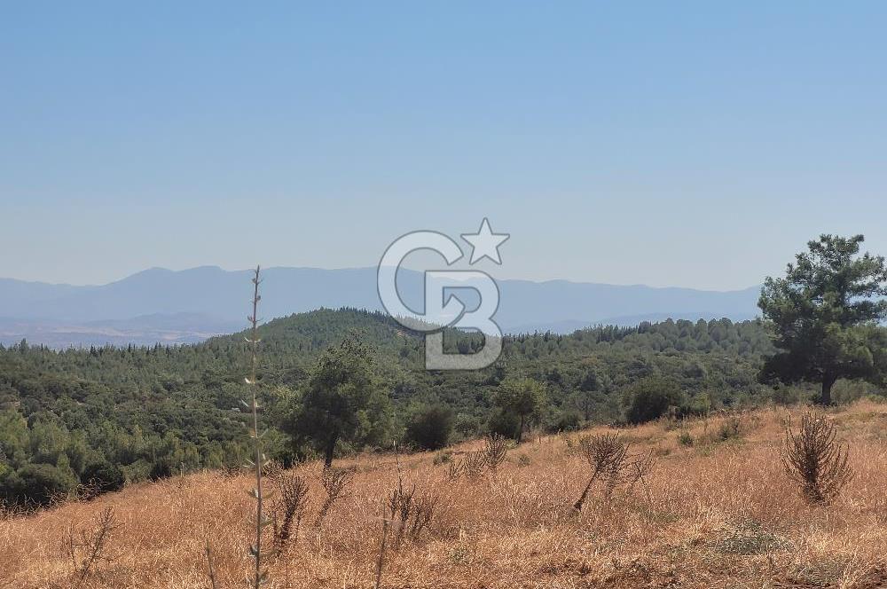 Torbalı'da 6700 m2 Zeytinlik!!!