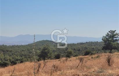 Torbalı'da 6700 m2 Zeytinlik!!!
