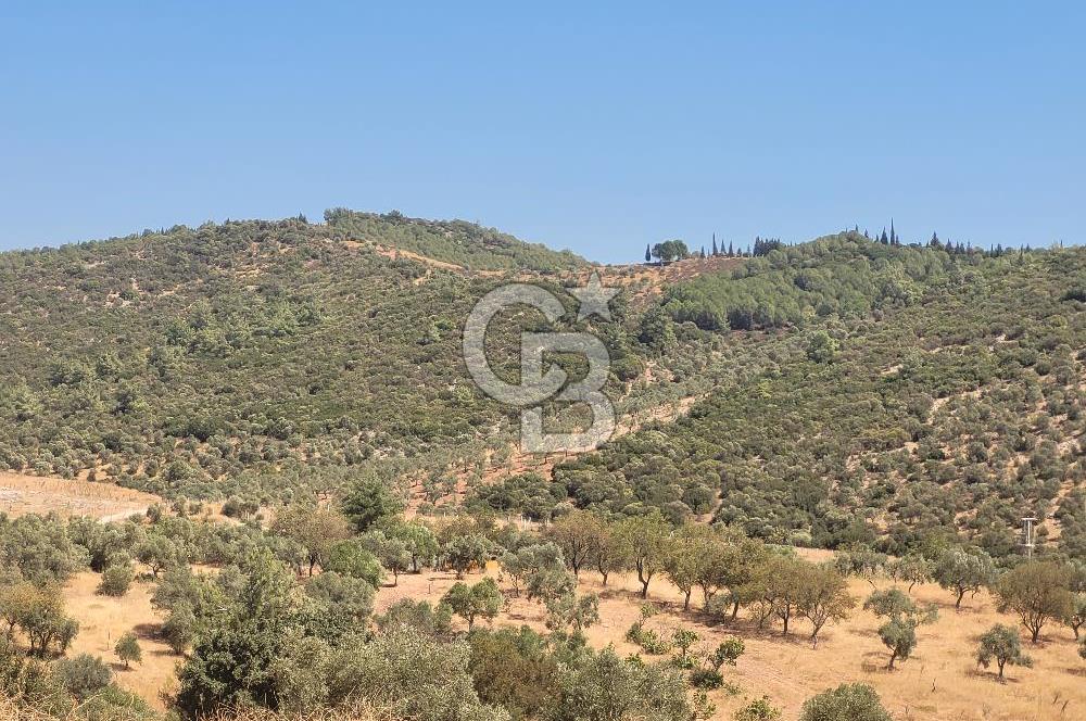 Torbalı'da 6700 m2 Zeytinlik!!!