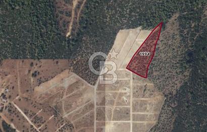 Torbalı'da 6700 m2 Zeytinlik!!!