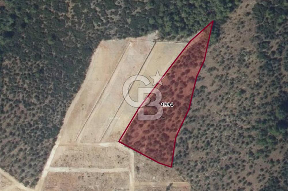 Torbalı'da 6700 m2 Zeytinlik!!!