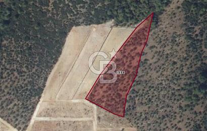 Torbalı'da 6700 m2 Zeytinlik!!!