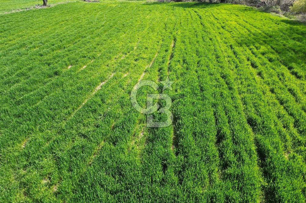 Gelibolu Ilgardere köyünde İmar Sınırında Yatırımlık Müstakil Tarla!