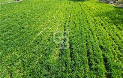 Gelibolu Ilgardere köyünde İmar Sınırında Yatırımlık Müstakil Tarla!