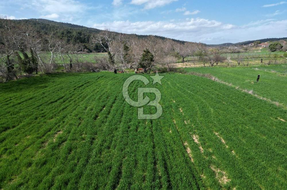 Gelibolu Ilgardere köyünde İmar Sınırında Yatırımlık Müstakil Tarla!