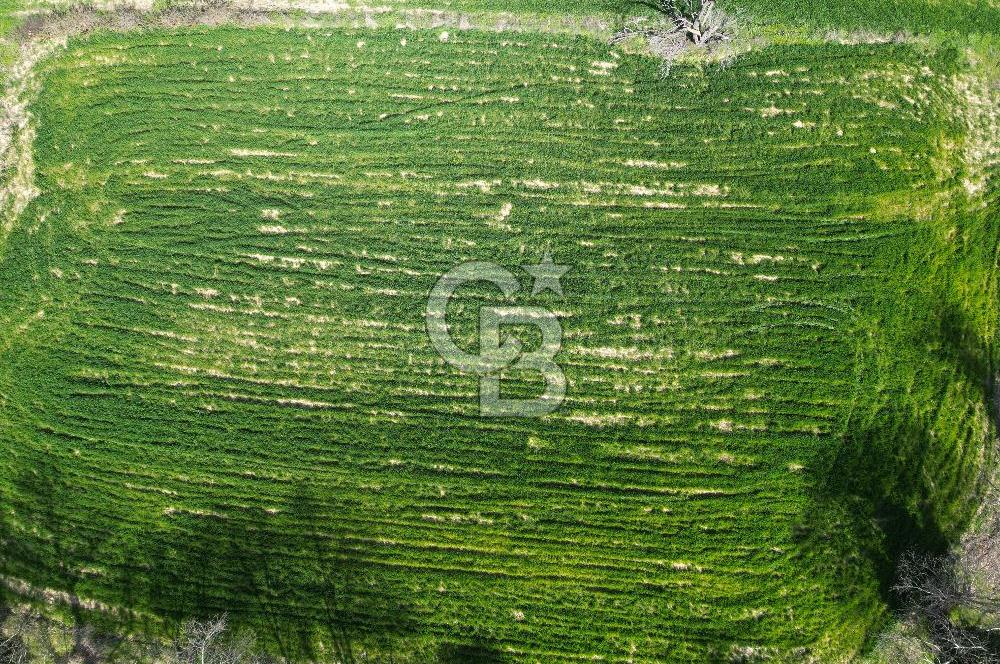 Gelibolu Ilgardere köyünde İmar Sınırında Yatırımlık Müstakil Tarla!