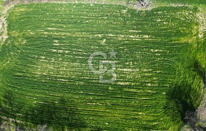 Gelibolu Ilgardere köyünde İmar Sınırında Yatırımlık Müstakil Tarla!