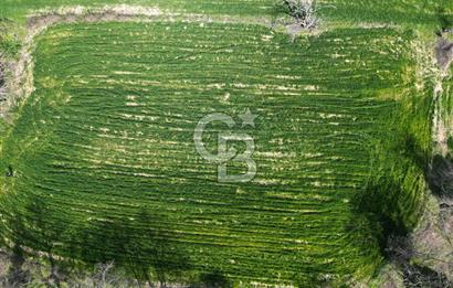 Gelibolu Ilgardere köyünde İmar Sınırında Yatırımlık Müstakil Tarla!