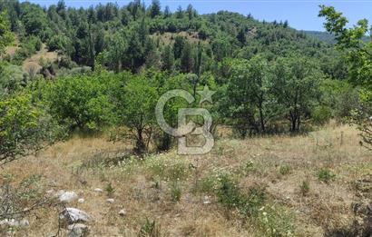 BURSA BÜYÜKORHANDA 11 DÖNÜM ÇİFTLİK ARAZİSİ