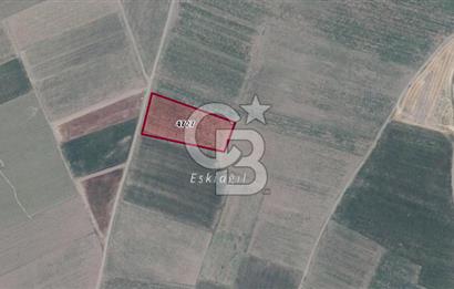 CB BLACK'TAN KARACABEY HARMANLI'DA TARLA