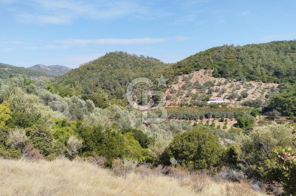 Seferihisar Beyler Köyü'nde Satılık Zeytinlik 
