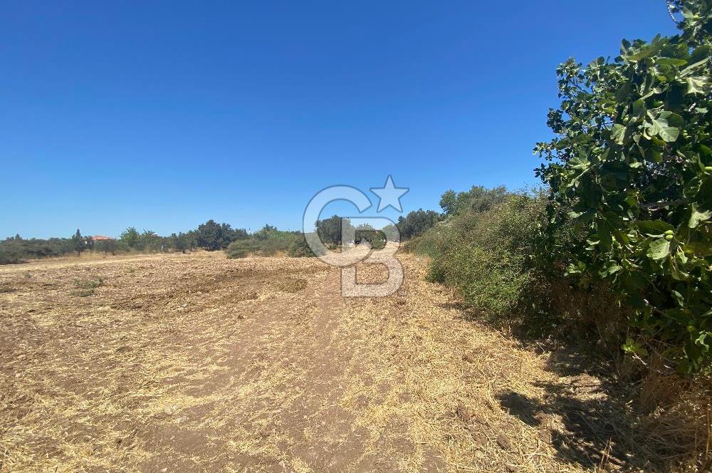 BERGAMA ZEYTİNDAĞ 1048 M2 SATILIK ZEYTİNLİ TARLA