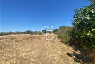 BERGAMA ZEYTİNDAĞ 1048 M2 SATILIK ZEYTİNLİ TARLA