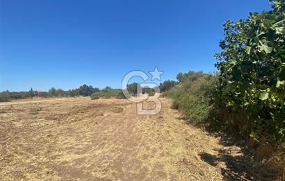 BERGAMA ZEYTİNDAĞ 1048 M2 SATILIK ZEYTİNLİ TARLA