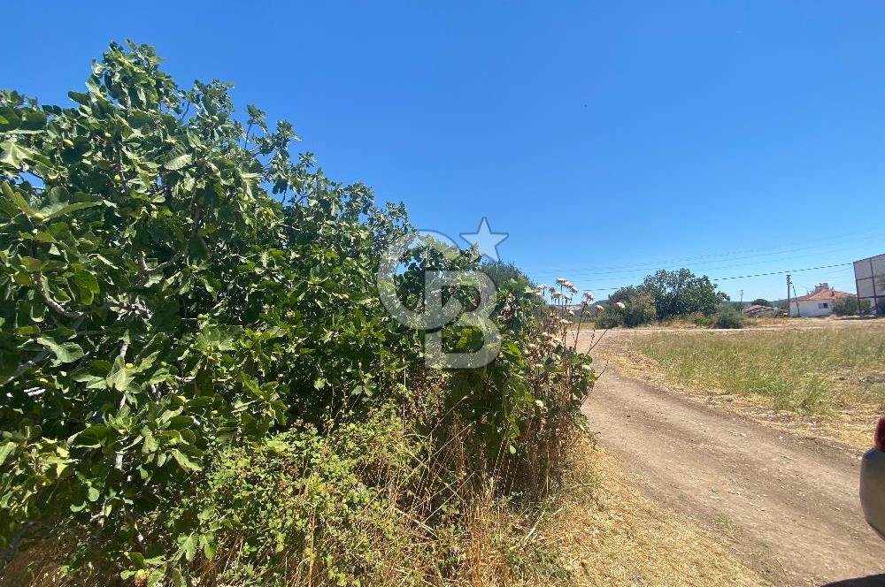 BERGAMA ZEYTİNDAĞ 1048 M2 SATILIK ZEYTİNLİ TARLA