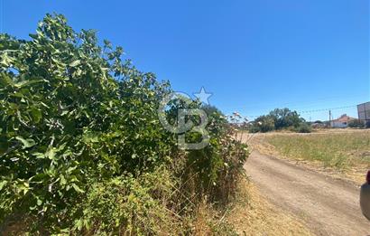 BERGAMA ZEYTİNDAĞ 1048 M2 SATILIK ZEYTİNLİ TARLA