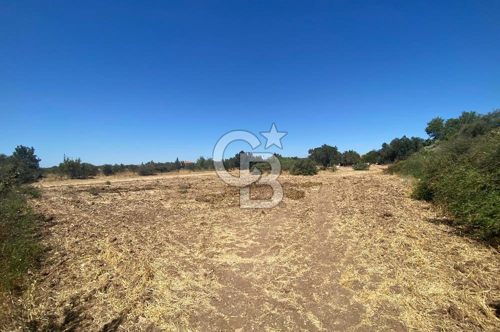 BERGAMA ZEYTİNDAĞ 1048 M2 SATILIK ZEYTİNLİ TARLA