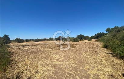 BERGAMA ZEYTİNDAĞ 1048 M2 SATILIK ZEYTİNLİ TARLA