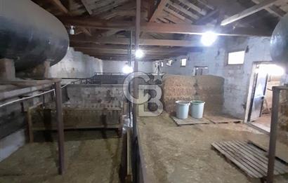 Kırklareli Vize Kışlacık Köyünde Satılık Çiftlik 5.221m2