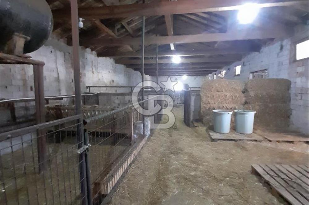 Kırklareli Vize Kışlacık Köyünde Satılık Çiftlik 5.221m2