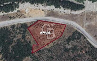 YOLA CEPHE MUĞLA MENTEŞE' DE SATILIK TARLA