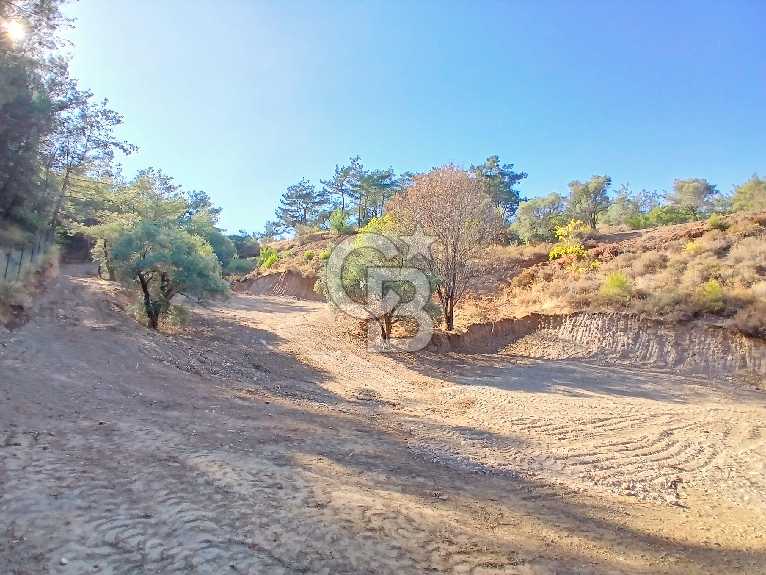 Kemalpaşa Yukarıkızılca'da Müstakil Tapulu Satılık Zeytinlik