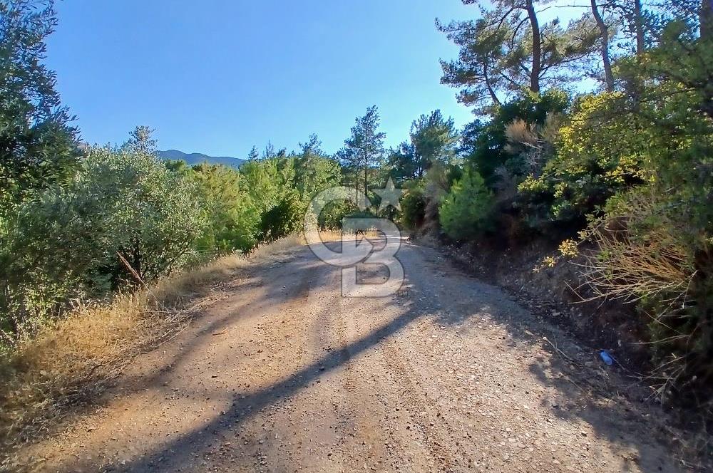 Kemalpaşa Yukarıkızılca'da Müstakil Tapulu Satılık Zeytinlik