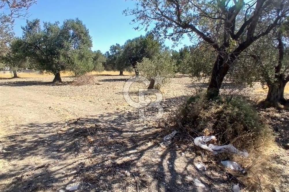 AŞAĞIŞAKRAN İNCİRLİK MEVKİNDE SATILIK 434 M2 ARSA