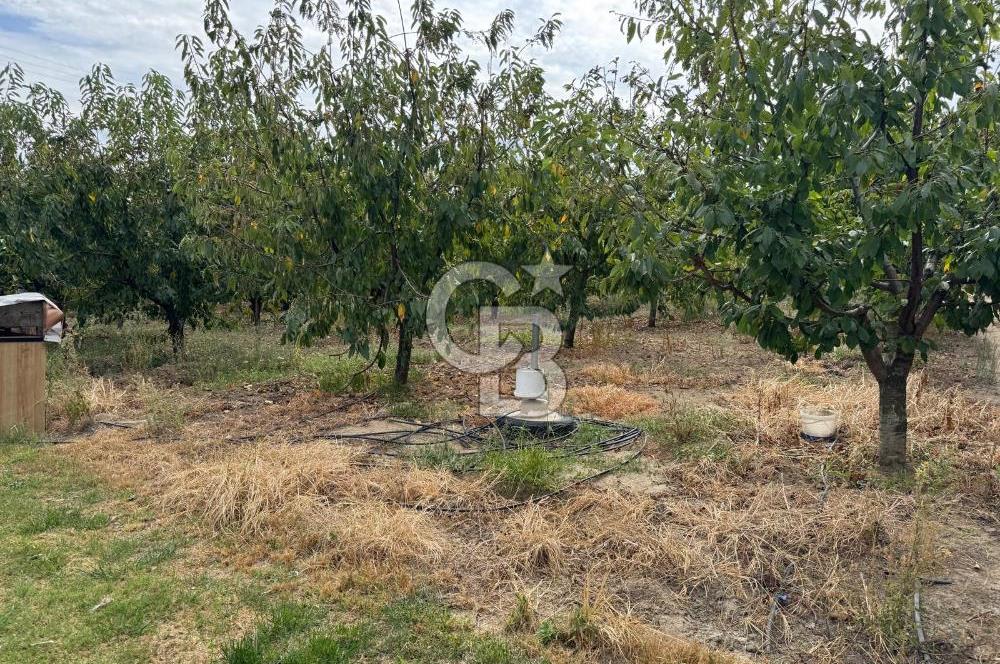 Edirne Merkez Karaağaç & Bosnada Satılık Yetişkin Meyve Bahçesi