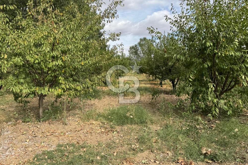 Edirne Merkez Karaağaç & Bosnada Satılık Yetişkin Meyve Bahçesi