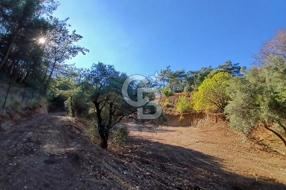 Kemalpaşa Yukarıkızılca'da Müstakil Tapulu Satılık Zeytinlik